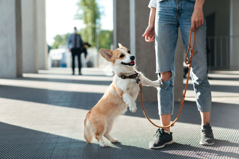 a dog on a leash