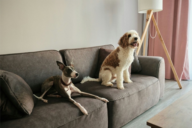 two dogs sitting on a couch